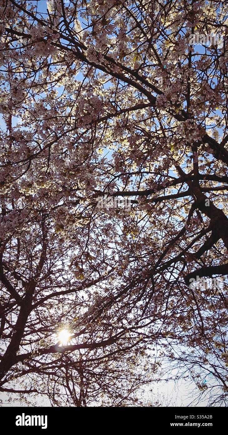 Albero di fioritura in primavera Foto Stock