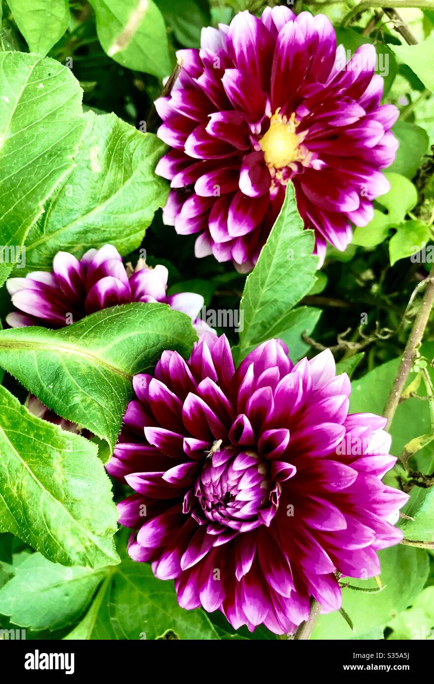 Dahlias viola e bianco Foto Stock