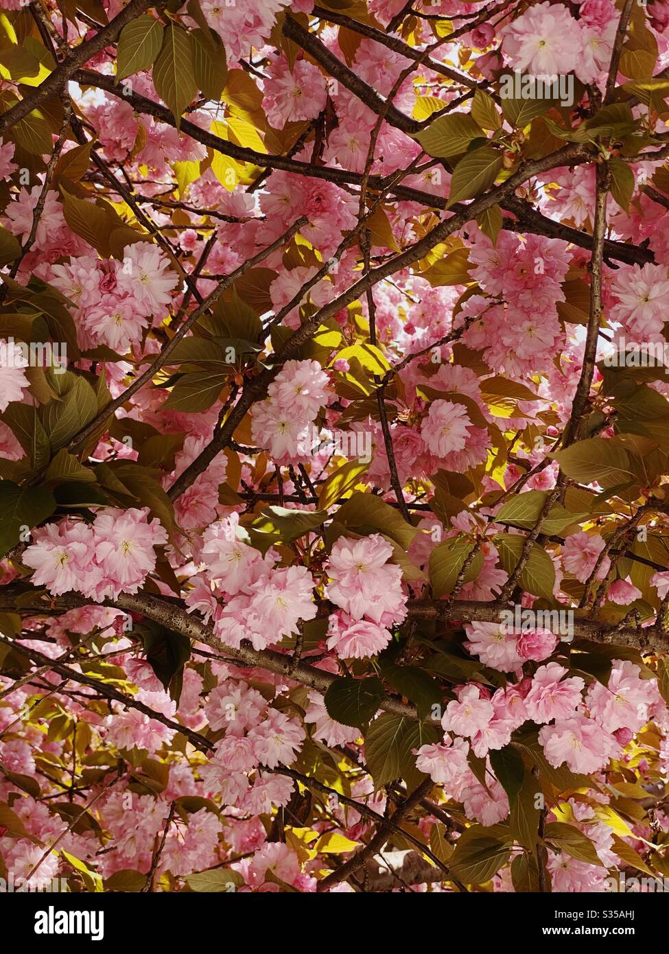 Primo piano di fiori di albero di fiore di ciliegio Foto Stock