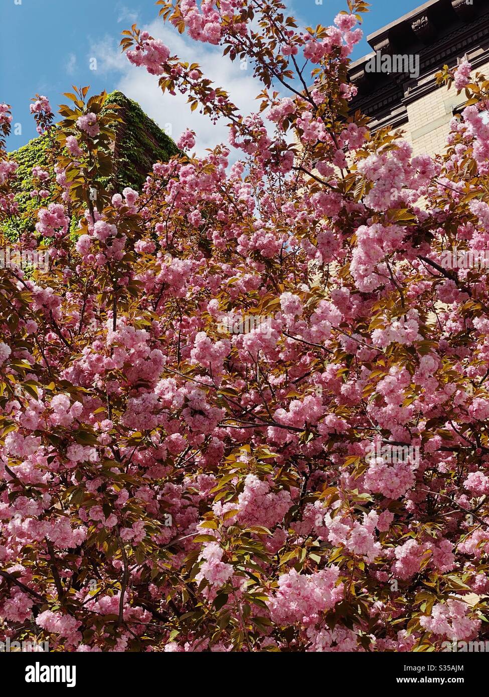 Fiore albero di ciliegio, Brooklyn, New York, Stati Uniti Foto Stock