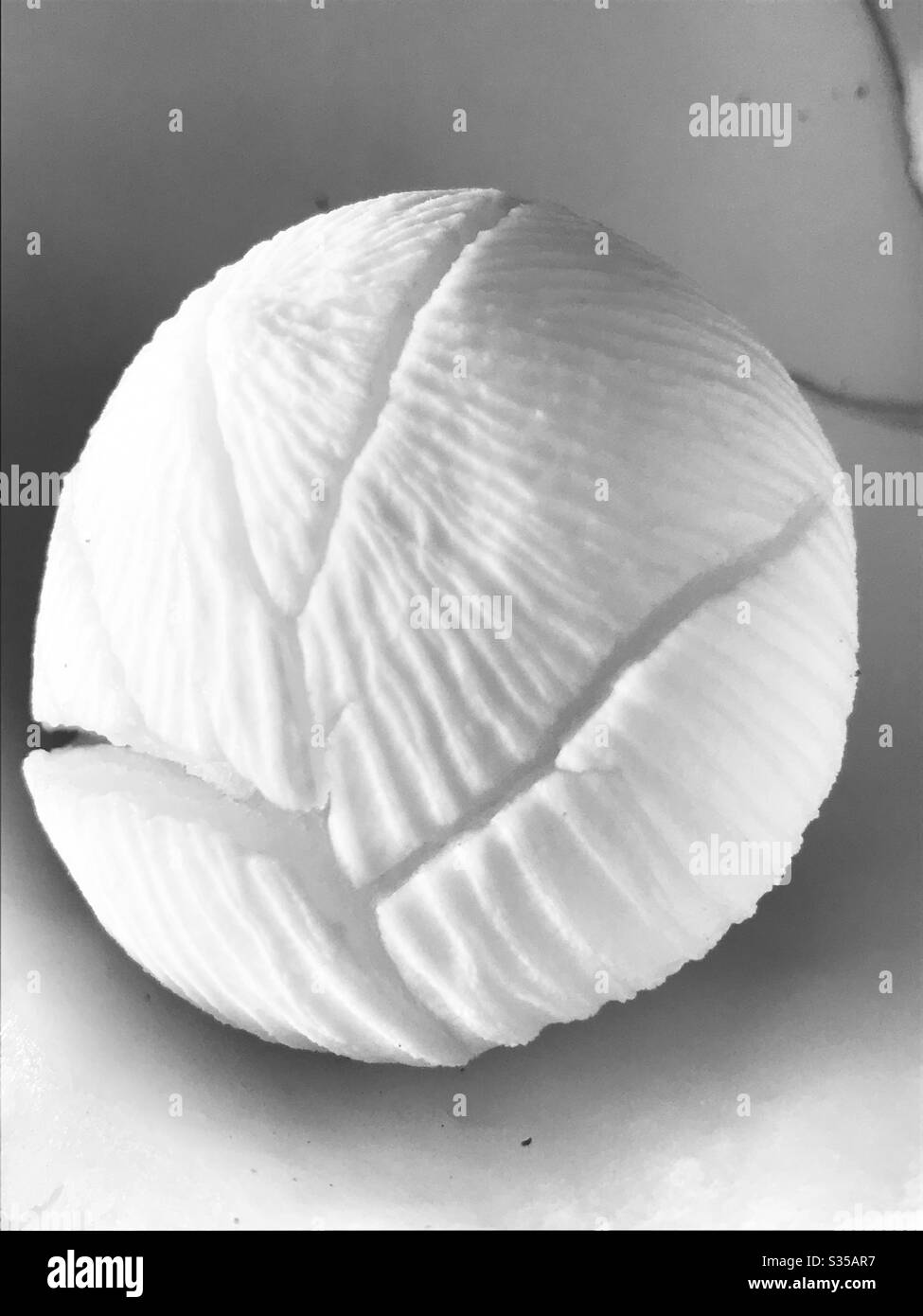 Cocco cotiledon-fresco cracked cocco trovato all'interno del cocco embrione aka cocco Apple-era realmente pronto a sparare alcune foglie, ricco di nutrienti, morbido spugnoso & commestibile, Singapore, immagine in bianco e nero Foto Stock