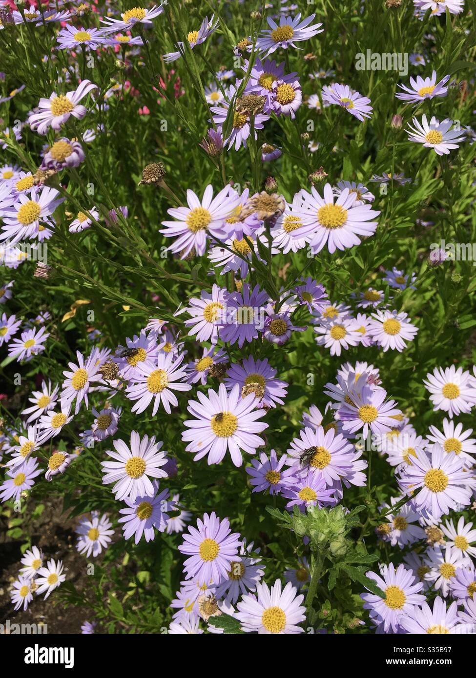 Michaelmas margherite crescere Foto Stock