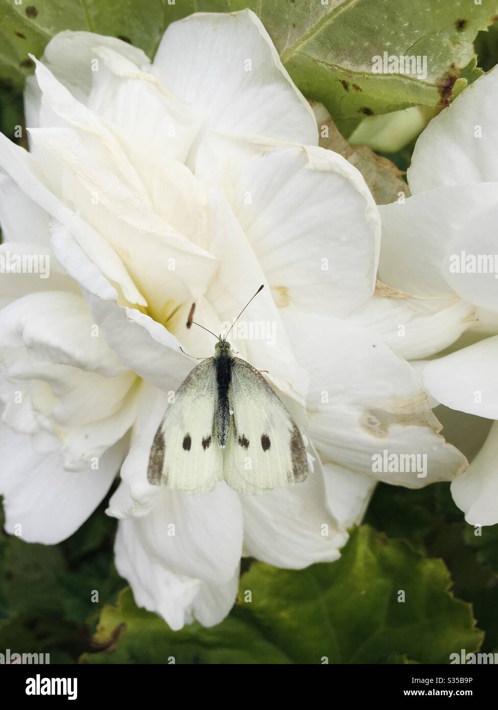 Farfalla bianca cavolo su un fiore - Immagine stock catturata con smartphone