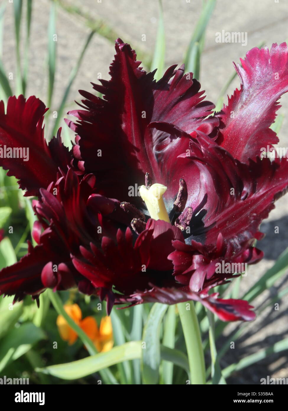 Tulipano di pappagallo nero in fiore. Foto Stock