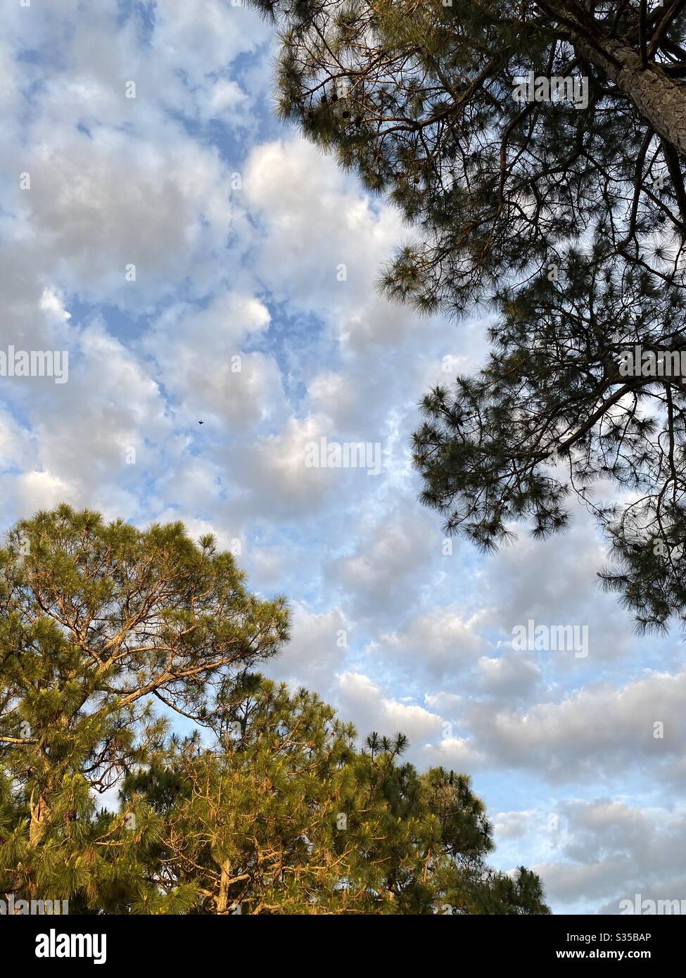 Guardando su grandi pini mentre il sole splende su alberi di foresta con bei cieli con nuvole bianche puffy - Immagine stock catturata con smartphone