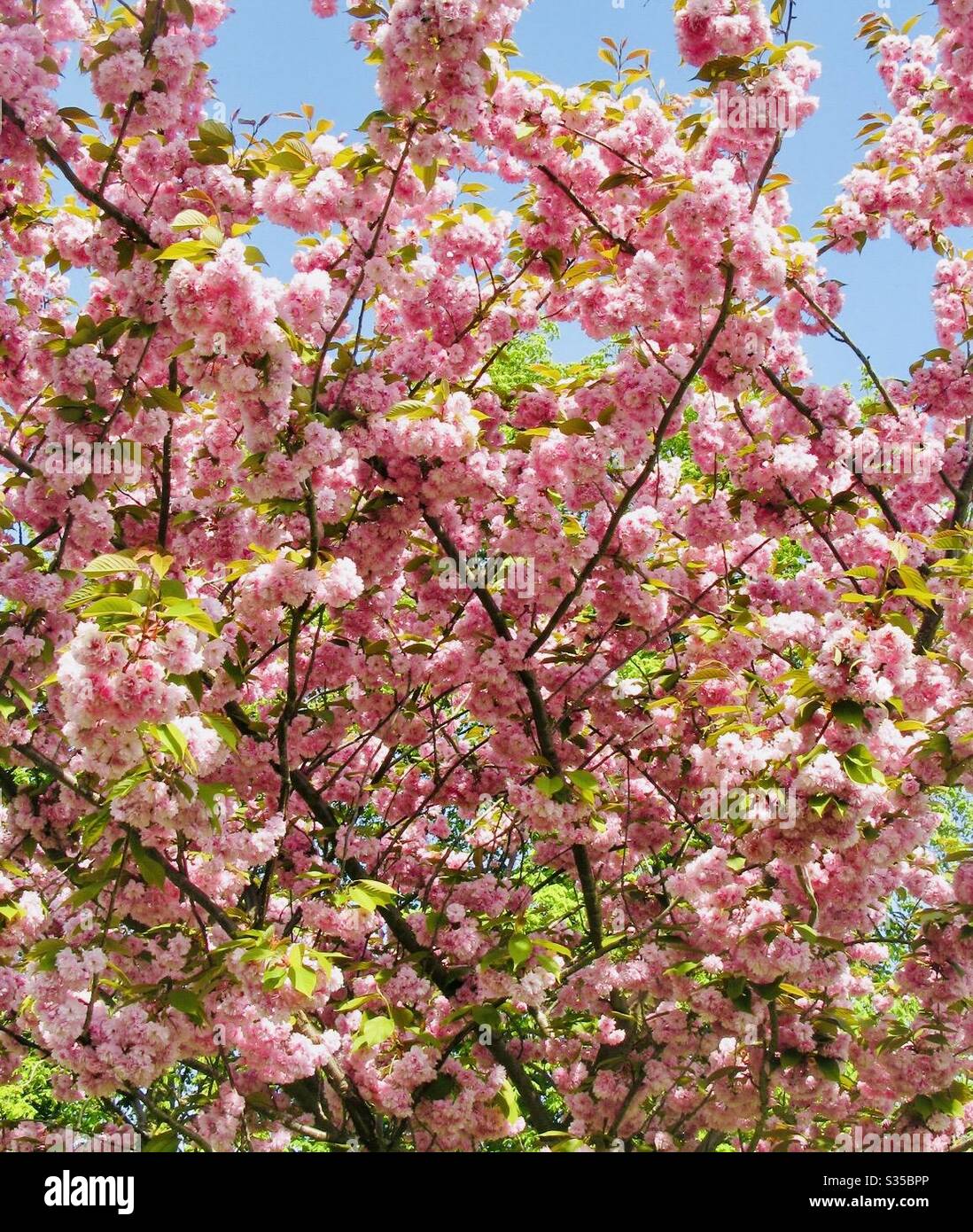 Fiore di ciliegio rosa su Bedford Embankment, Bedfordshire, Inghilterra, Regno Unito - Immagine stock catturata con smartphone