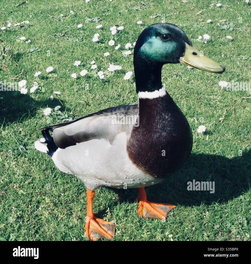 Mallard Duck on Grass, Bedford Embankment, Bedfordshire, Inghilterra, Regno Unito. Aprile 2020 Foto Stock
