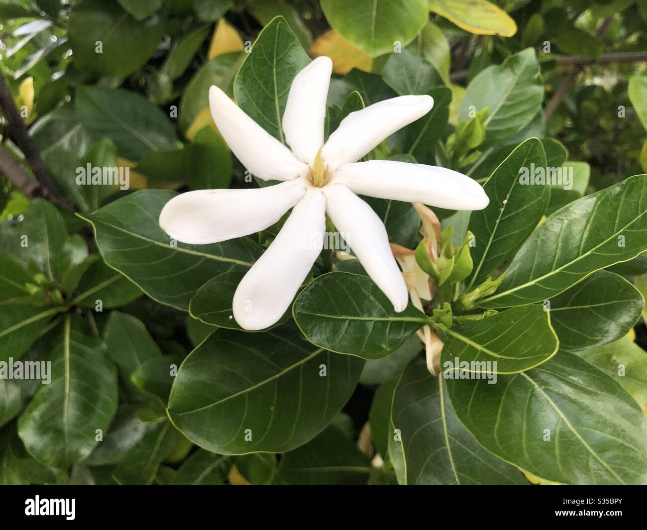 Fiore bianco hawaiano immagini e fotografie stock ad alta risoluzione -  Alamy