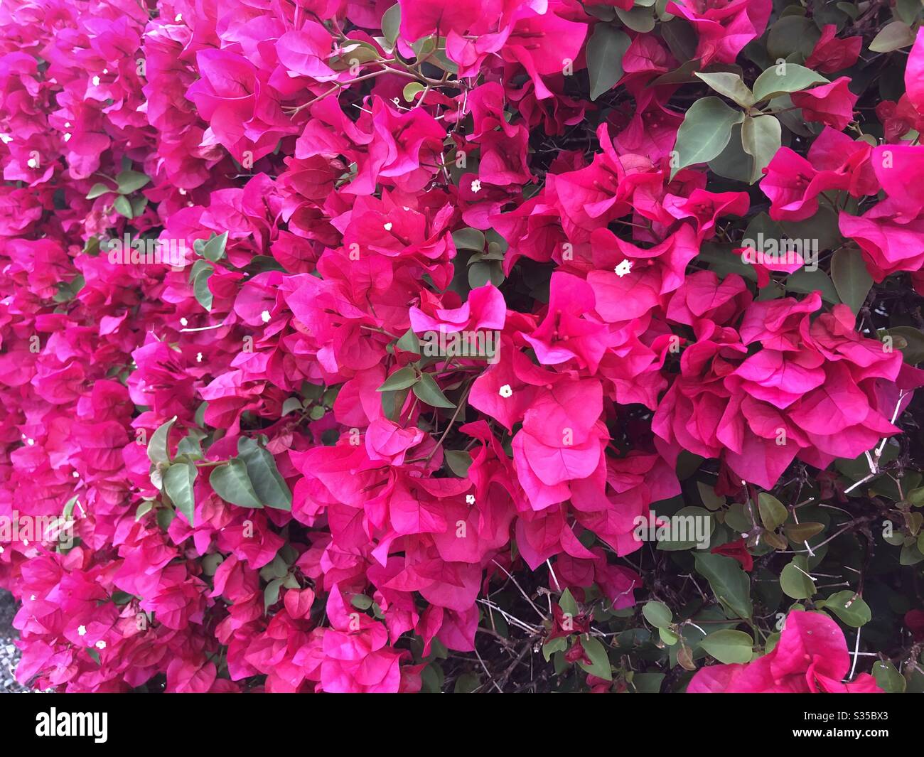 ブーゲンビリア、ハワイの花、bougainvillea , fiore hawaiano Foto Stock