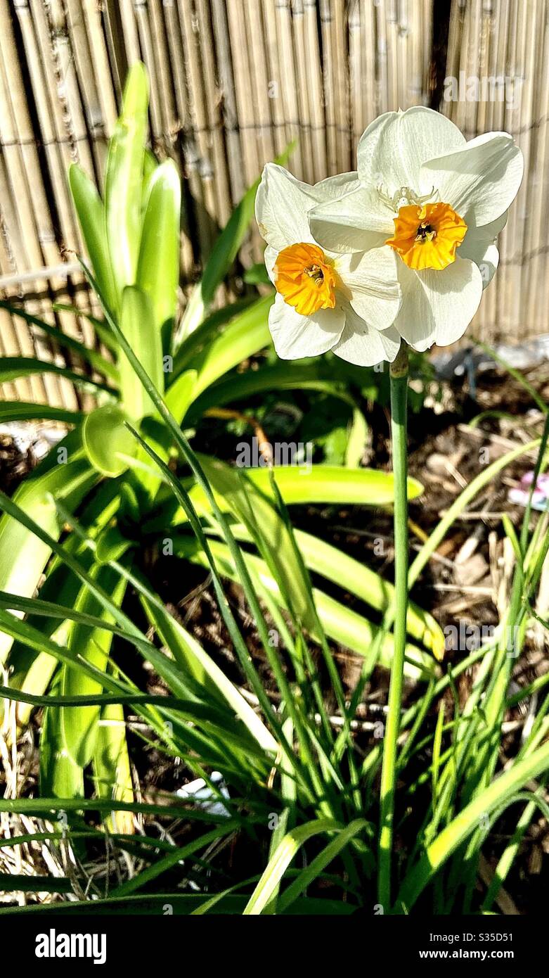 Fiore bianco e giallo giardino Foto Stock