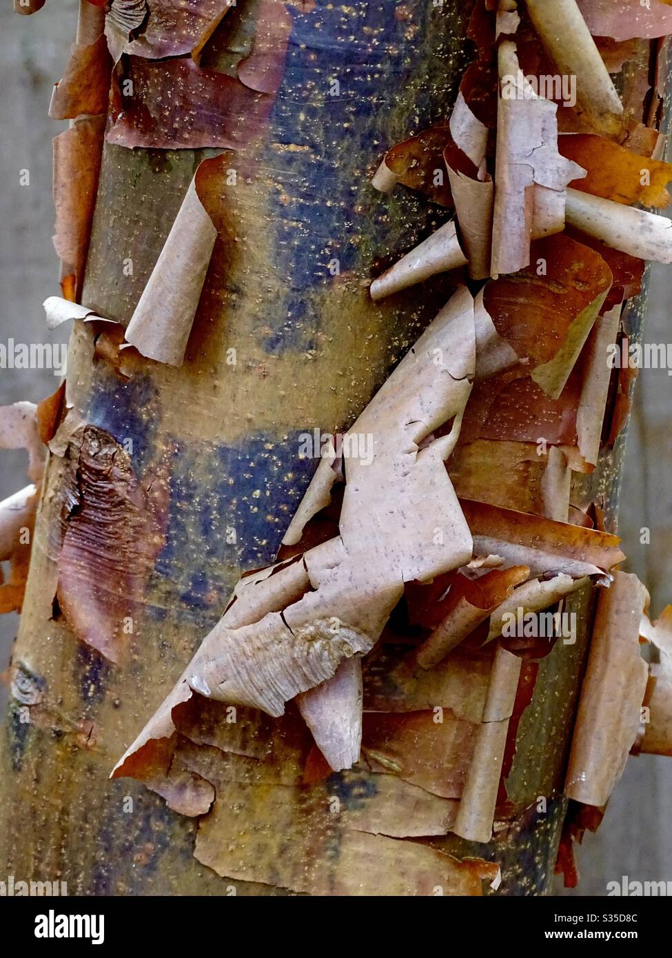 Corteccia colorato che si distacca da un albero nella campagna inglese Foto Stock