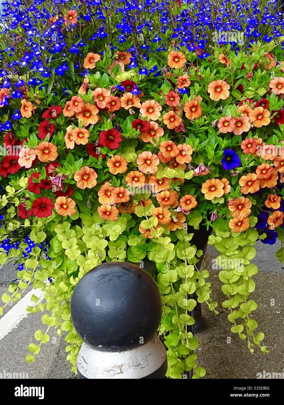 Fiori estivi colorati in un cestino in esposizione su una strada alta in Inghilterra Foto Stock