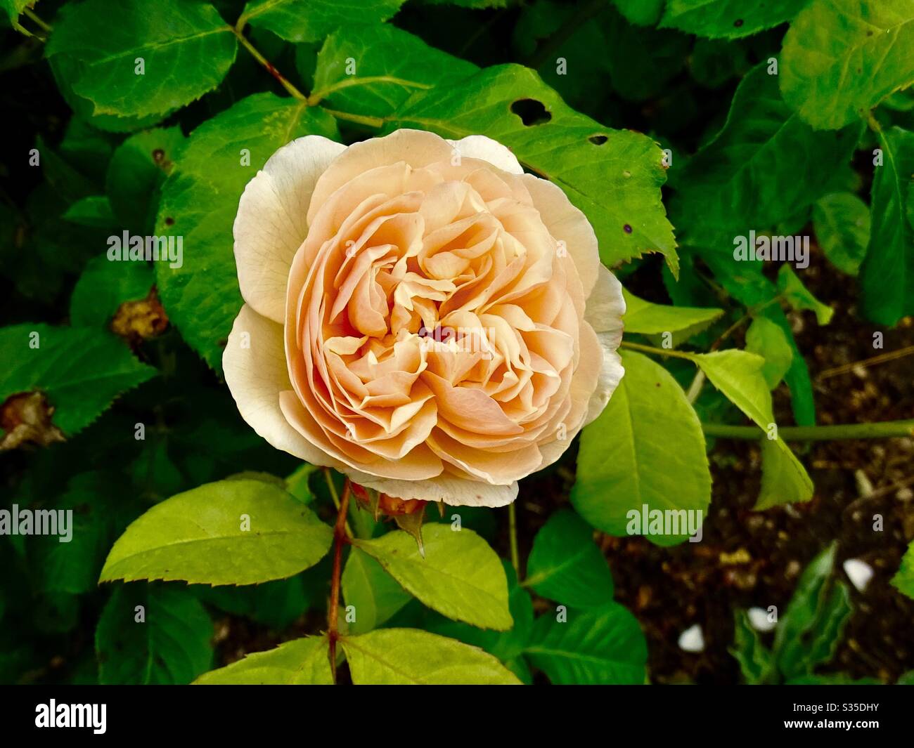 Bella rosa gialla in un giardino di campagna inglese Foto Stock