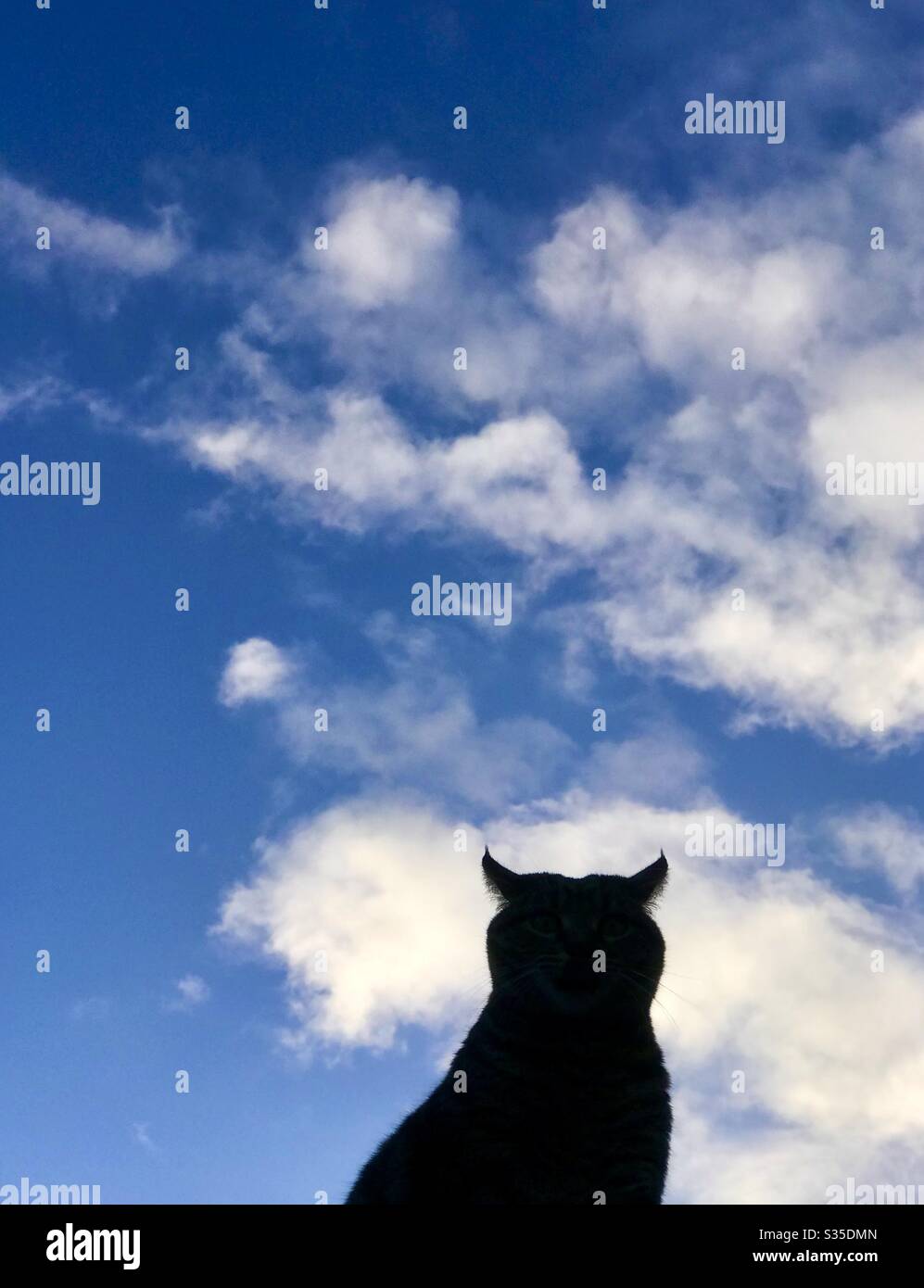 Gatto su un tetto - Immagine stock catturata con smartphone
