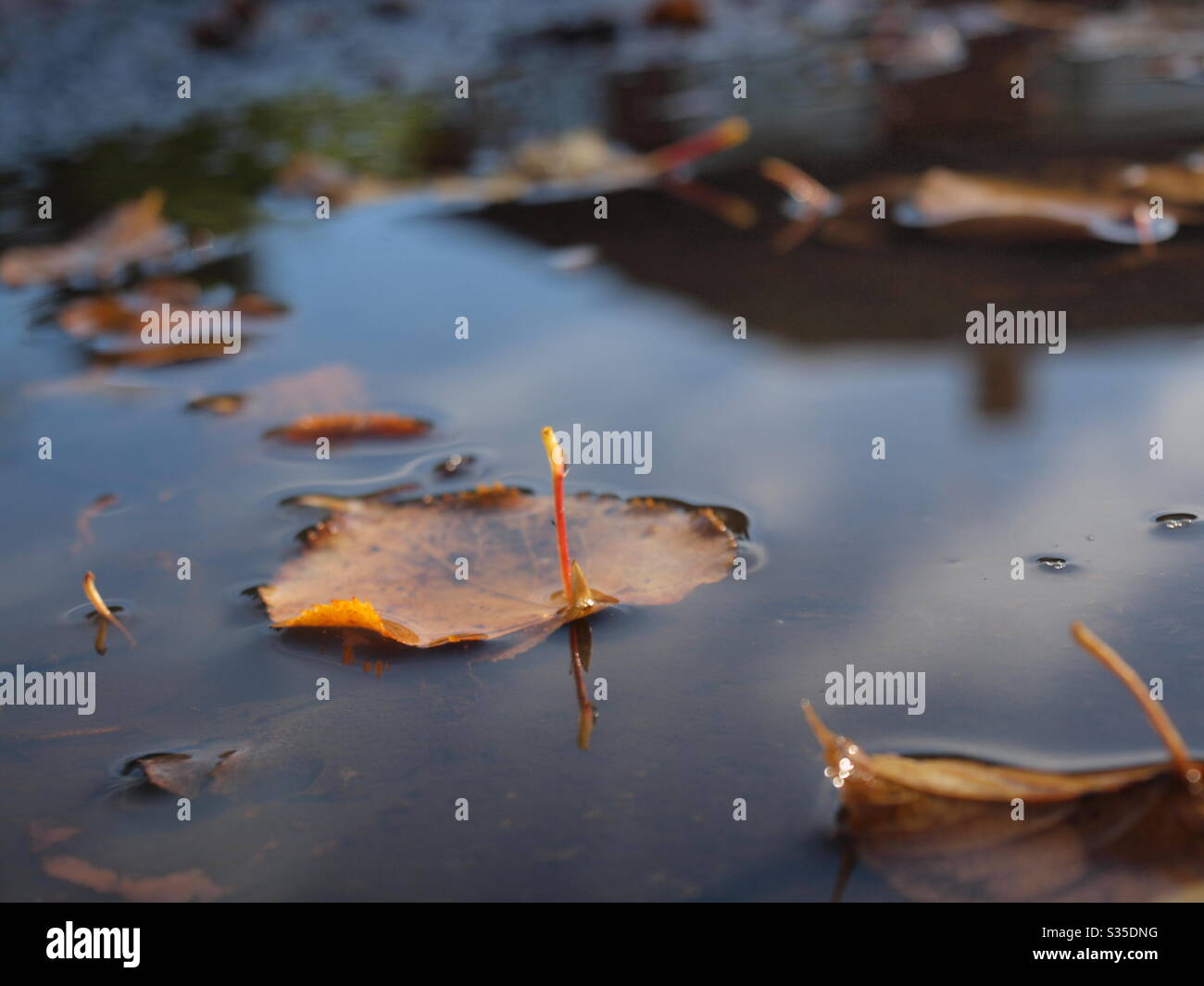 Foglie di autunno in una pozza Foto Stock