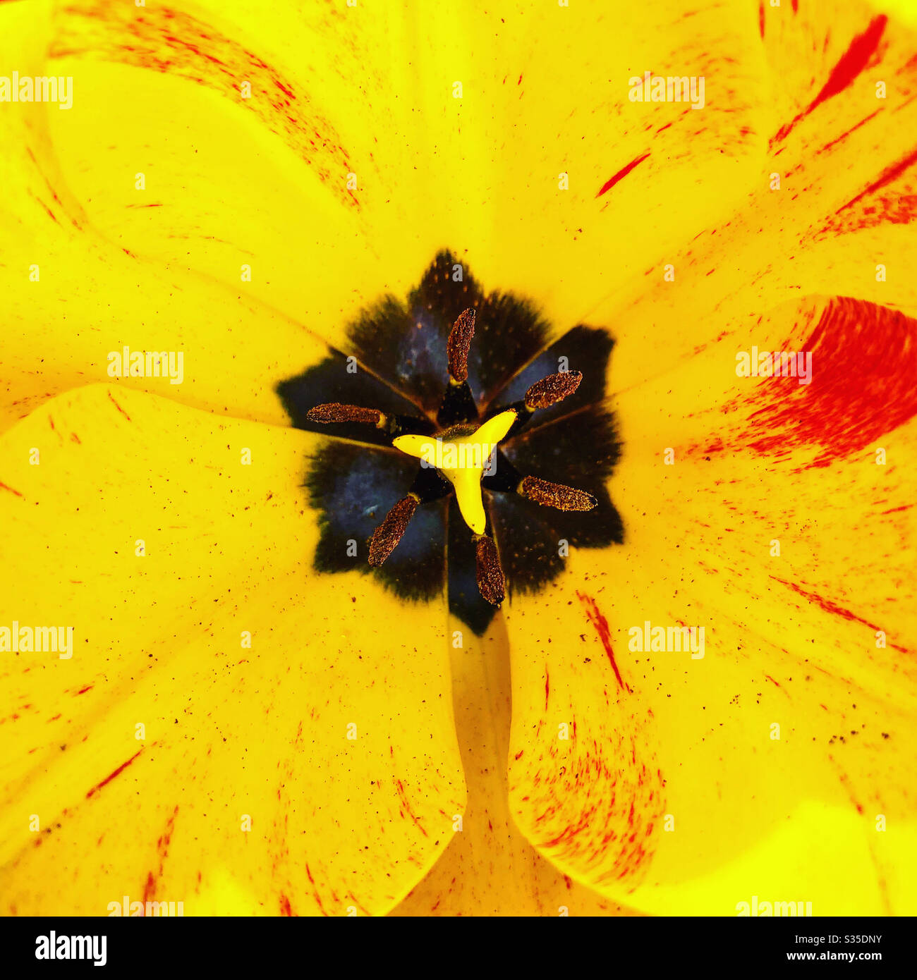 Interni in tulipano Foto Stock