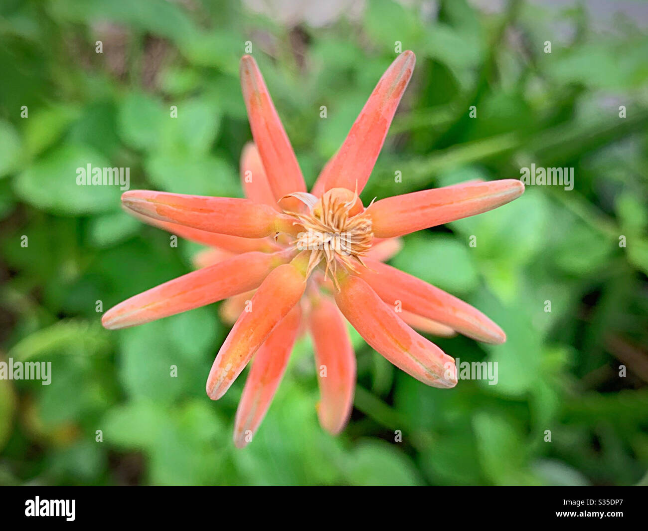 Dettagli di aloe vera fiore Foto Stock