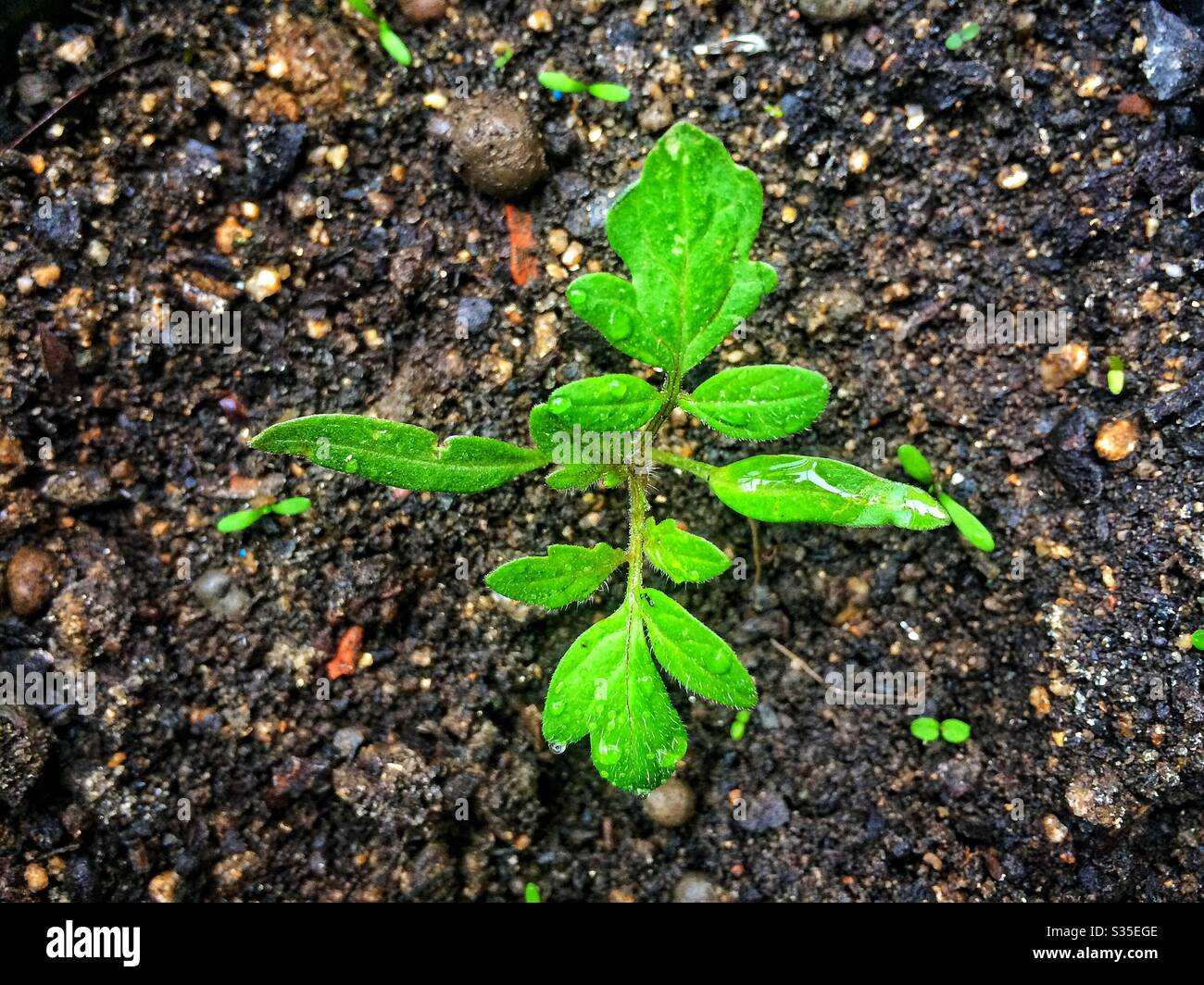 Tomatoe coltivazione di piante da semi - Immagine stock catturata con smartphone