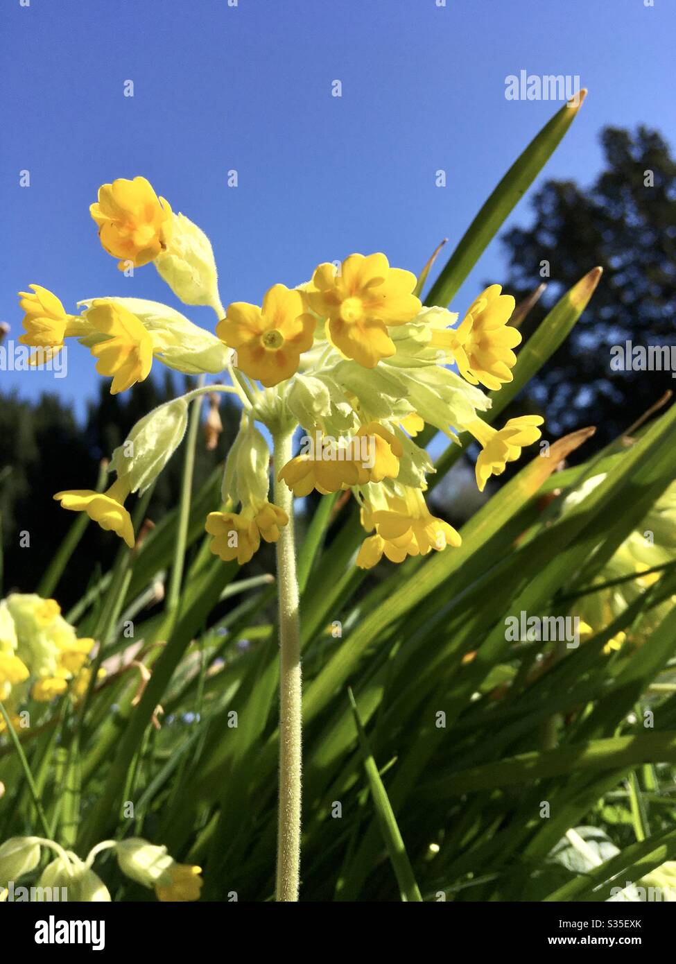 Fiore giallo brillante, primo piano con lame d'erba, sotto un cielo blu brillante Foto Stock