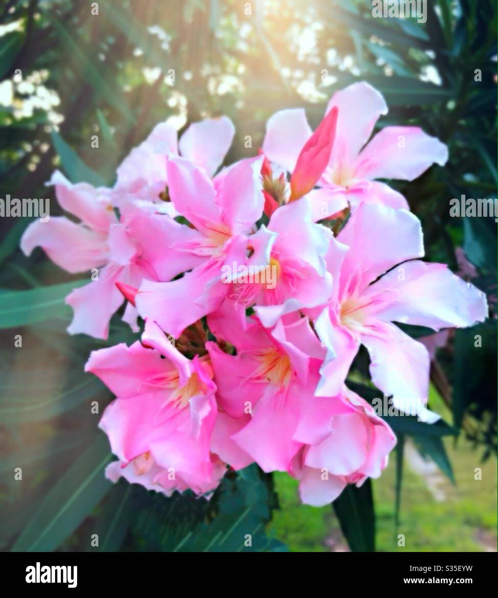 Plumeria Foto Stock