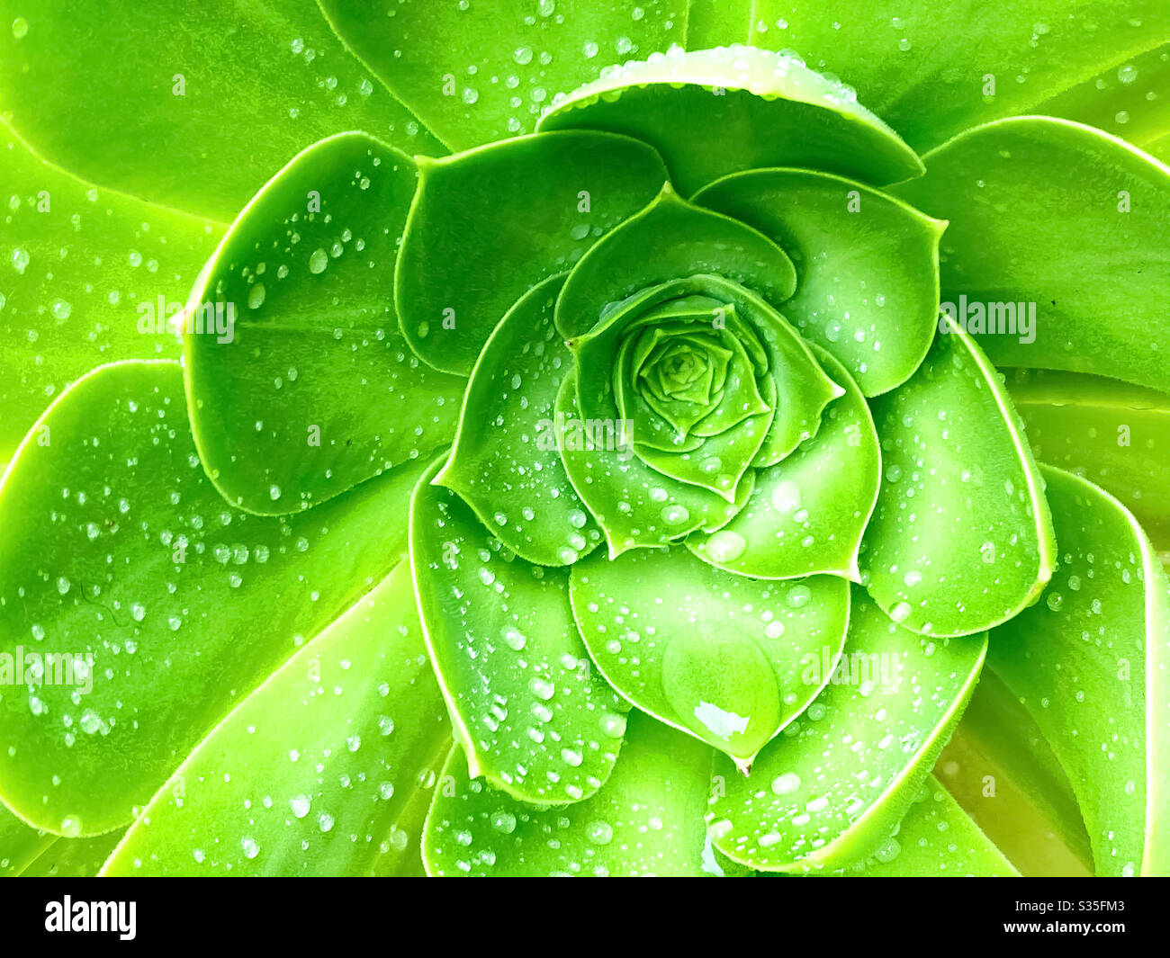 Closeup verde pianta succulenta con goccia d'acqua Foto Stock