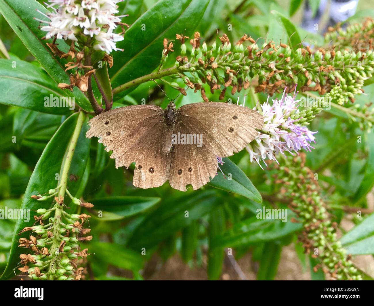 Farfalla ad anello marrone che si crogiola su un fiore al sole estivo Foto Stock