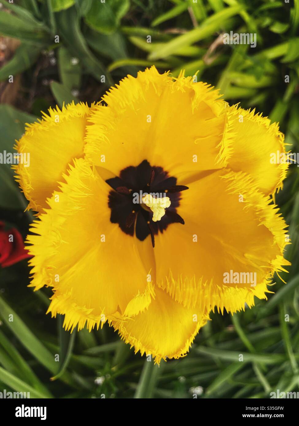 Primo piano di un tulipano giallo con un centro scuro Foto Stock