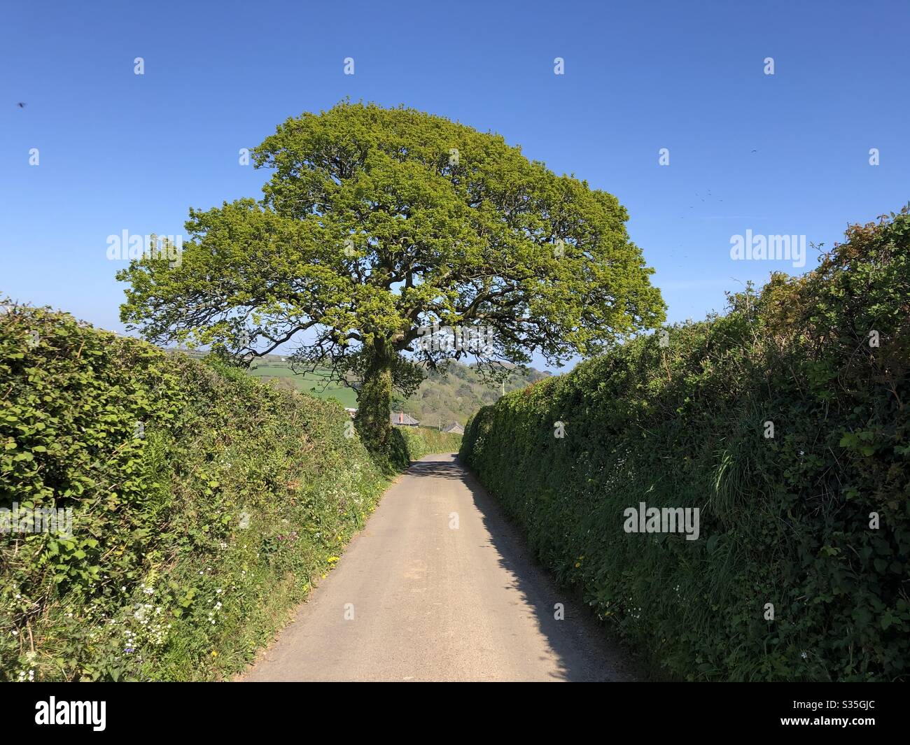 Un British Country Lane in estate - Immagine stock catturata con smartphone
