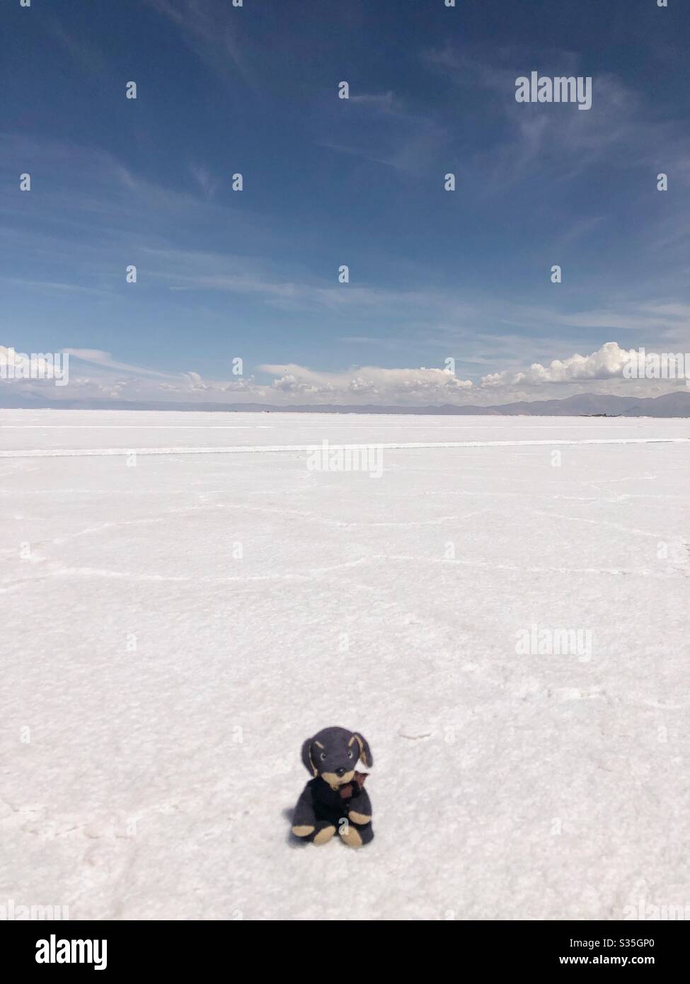 Un piccolo cane ripieno nero seduto sulle Salinas Grandes Saline in Argentina settentrionale. Foto Stock