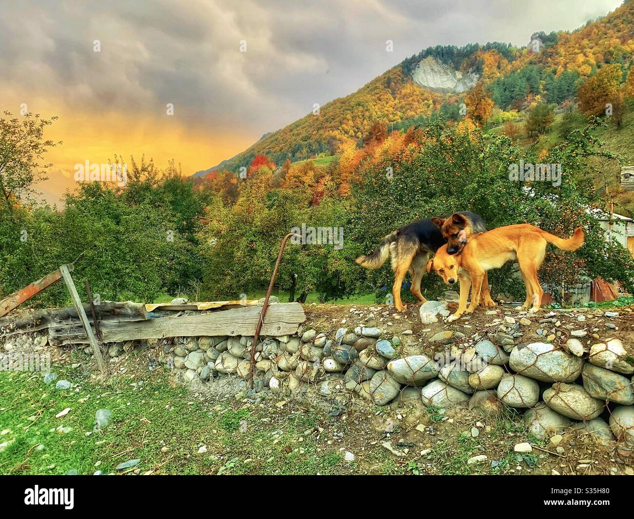 Un paio di cani che giocano su un muro in montagna al tramonto, a Mestia, Georgia. - Immagine stock catturata con smartphone
