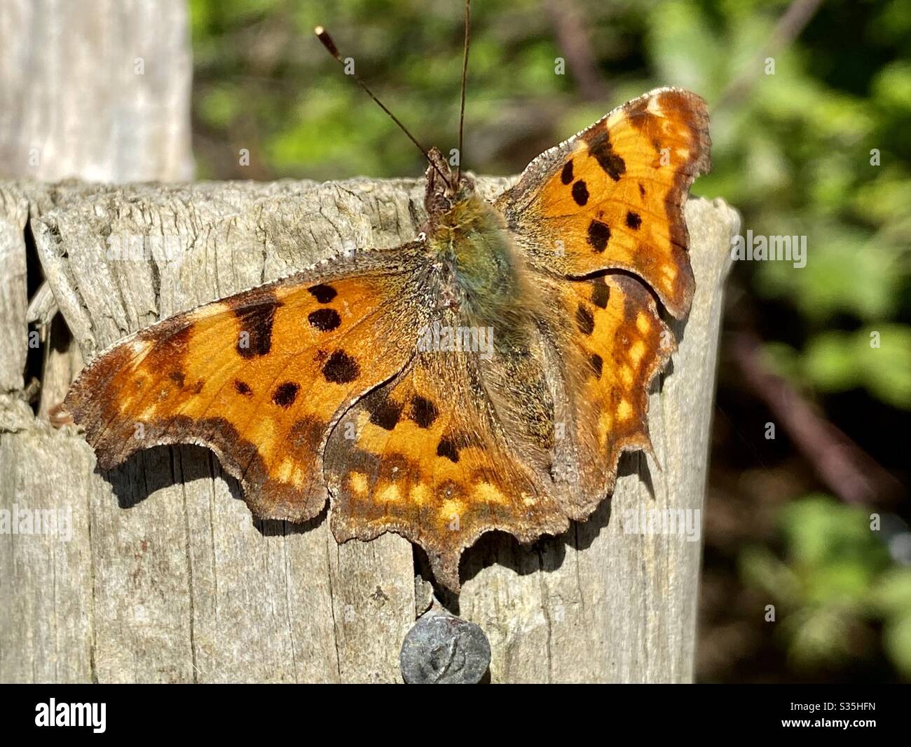 Grande tartaruga eshell Butterfly - Nymphalis Polychloros Foto Stock