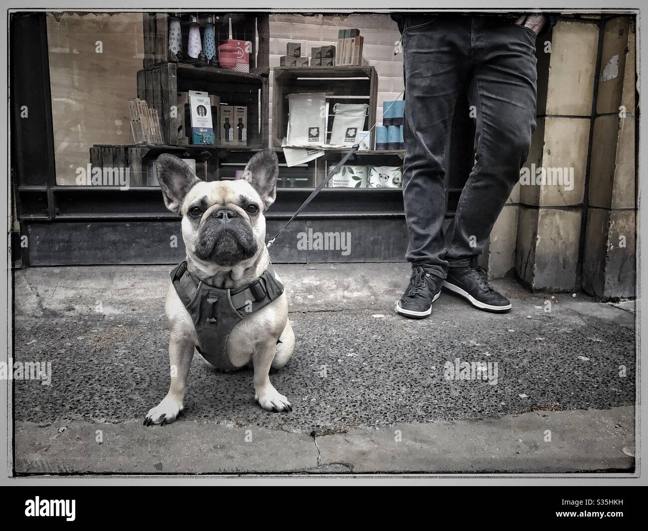 Bulldog francese seduto in strada indossando imbracatura e guinzaglio di piombo accanto al proprietario con colore desaturato Foto Stock