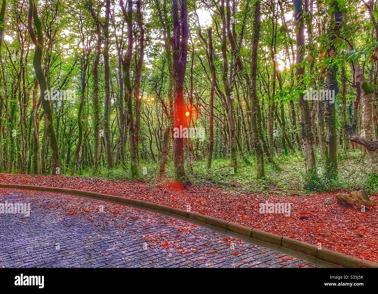 Tramonto attraverso una foresta verde con foglie rosse sul pavimento della foresta. In primo piano è presente un sentiero acciottolato. - Immagine stock catturata con smartphone