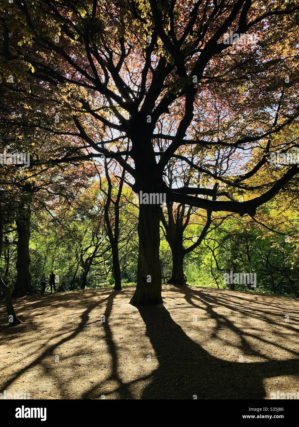 Ombre dell'albero di silhouette Woodland Foto Stock