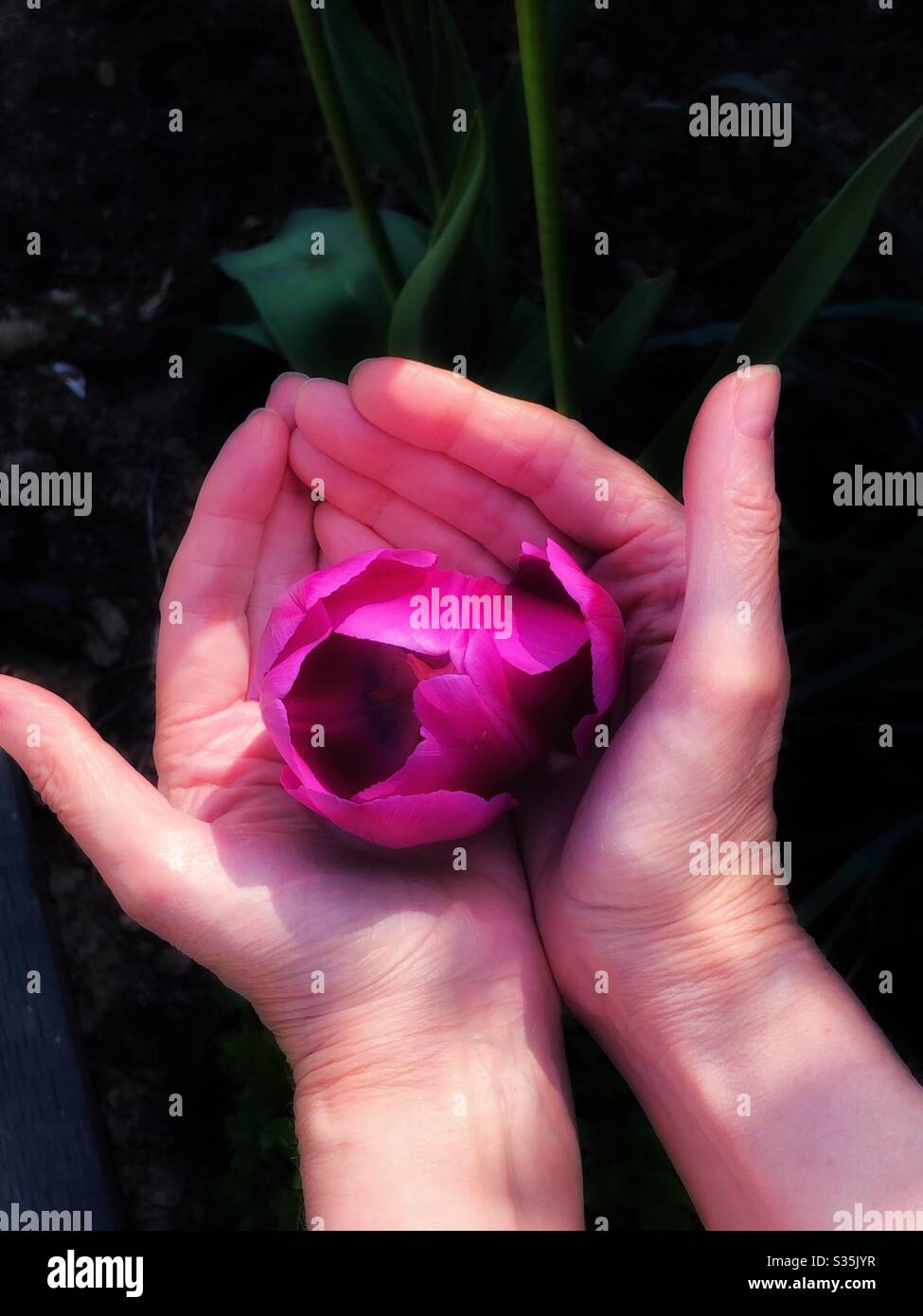 Mani che culmano un tulipano viola - Immagine stock catturata con smartphone
