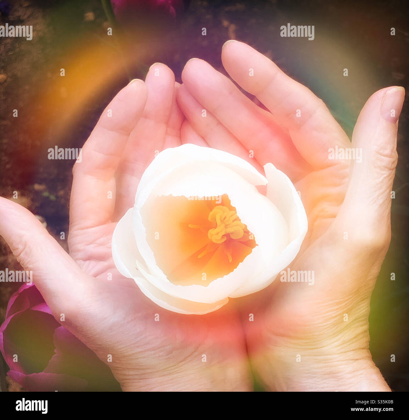 Mani che cupping un fragile, fiore bianco - Immagine stock catturata con smartphone