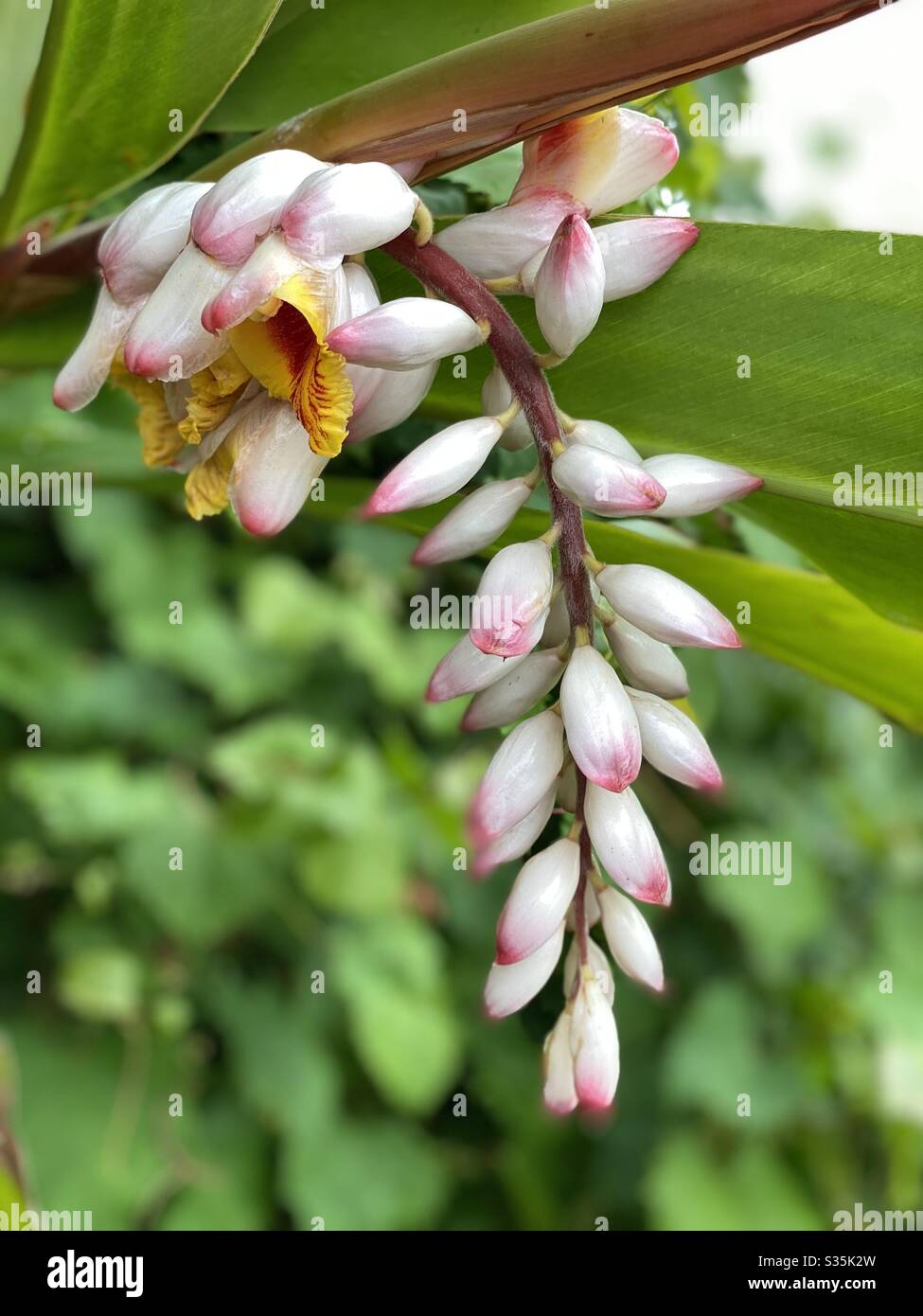Fiori di aglio a conchiglia tropicale Foto Stock