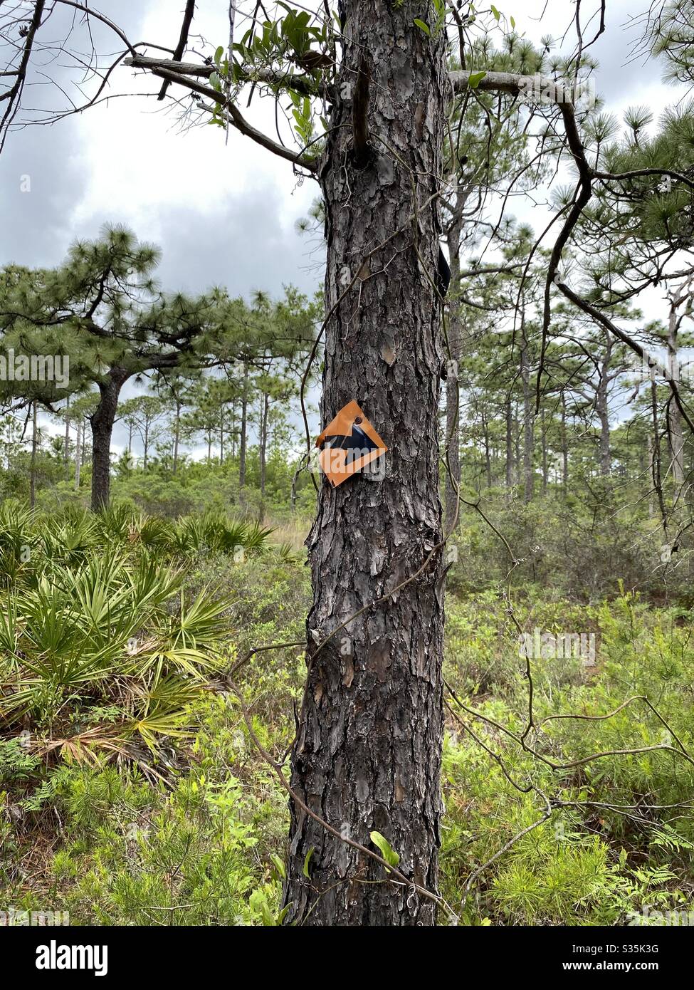 Lunga foglia Pine Forest Florida con una freccia di direzione su un grande albero di pino da seguire Foto Stock