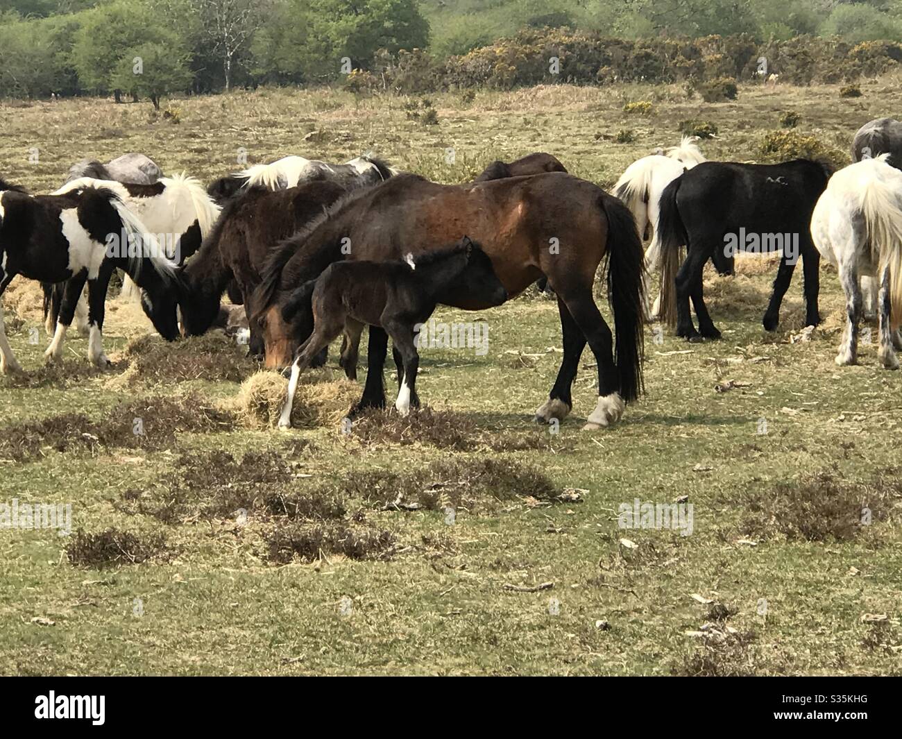 Pony di Dartmoor, Parco Nazionale di Dartmoor, Devon Foto Stock