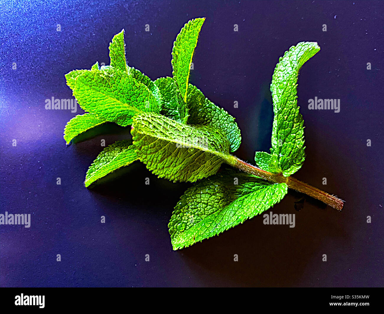 Foglie di menta, primo piano - Immagine stock catturata con smartphone