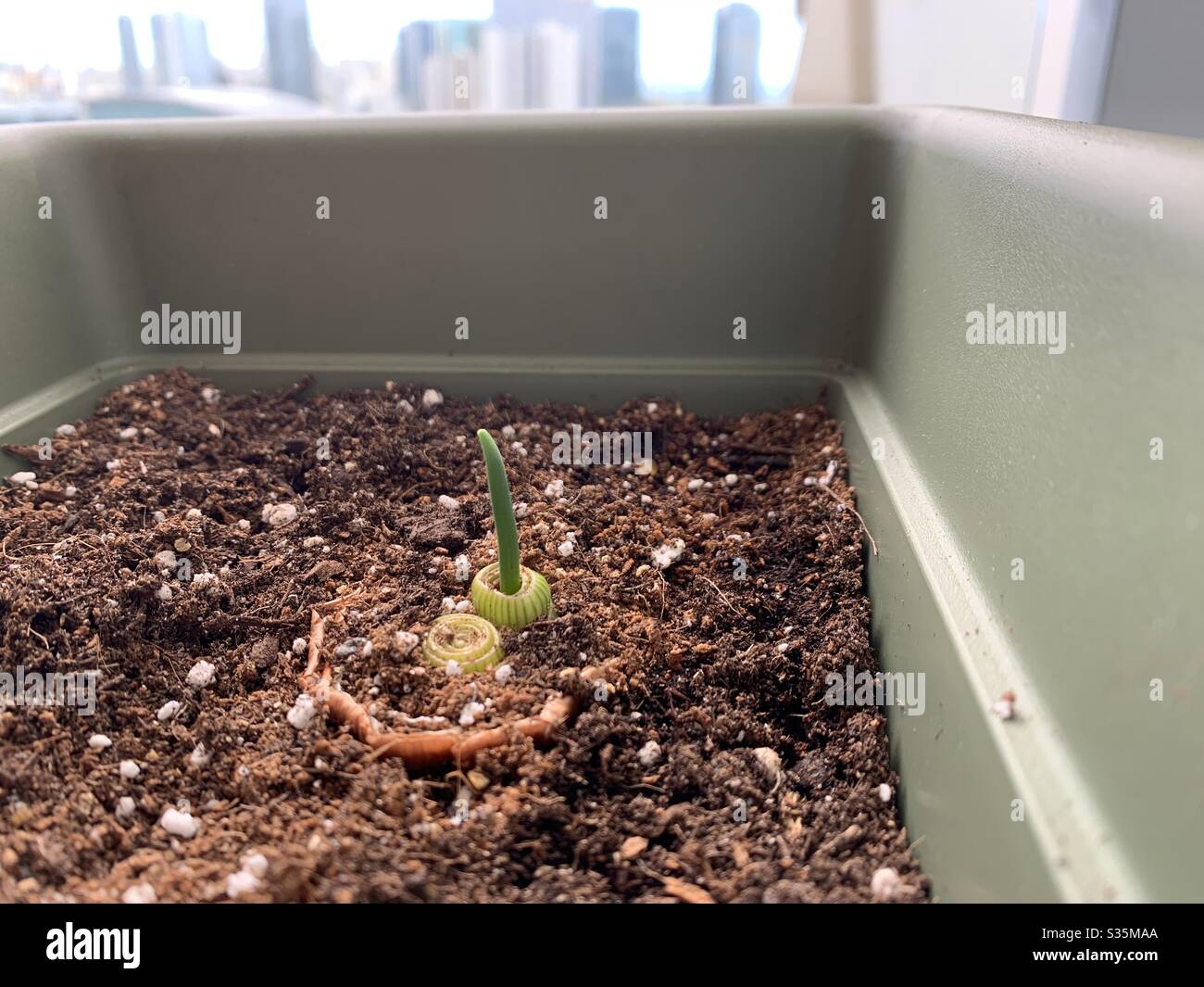 Giardino domestico - Immagine stock catturata con smartphone