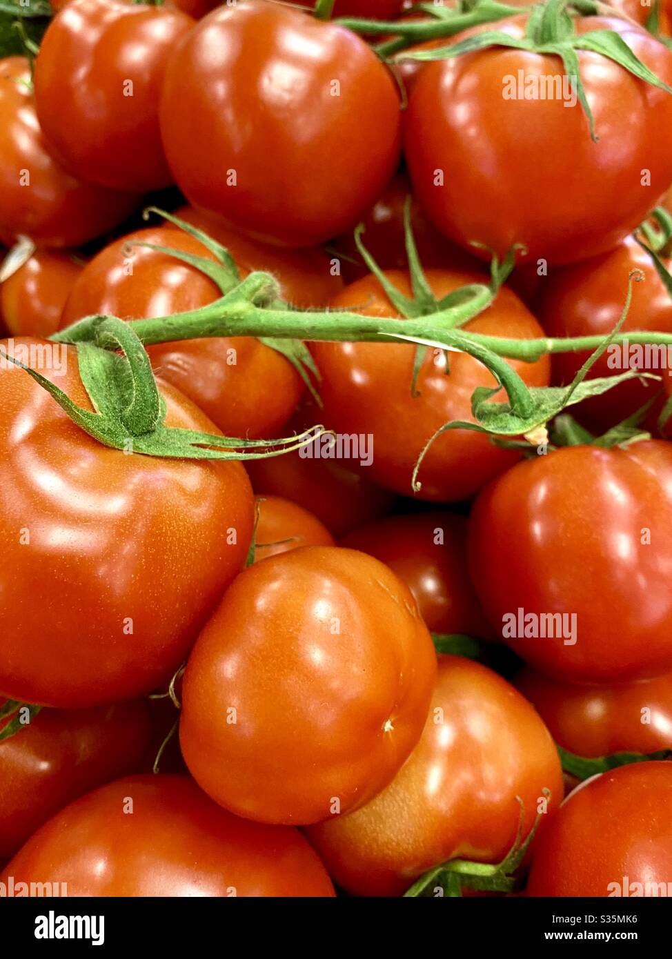 Pomodori di una vite a gambo verde, rossi, maturi, dolci e succosi. - Immagine stock catturata con smartphone