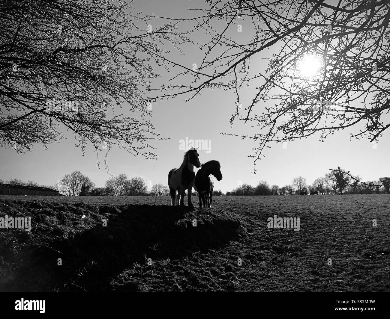 Bianco e nero: La silhouette di due cavalli affiancati in un campo, incorniciati da rami di albero e dal sole. Foto Stock