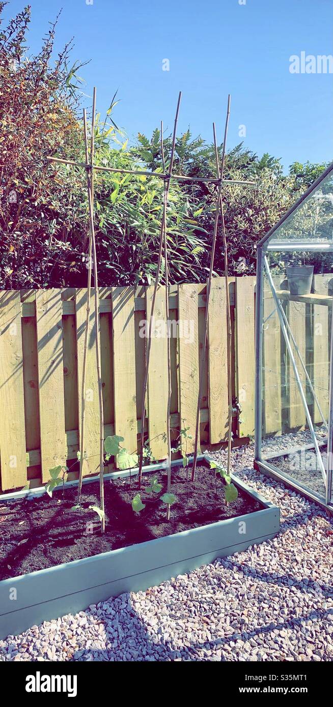 Coltivazione di fagioli in giardino in una giornata di sole, in una piantatrice circondata da ghiaia e una serra. - Immagine stock catturata con smartphone