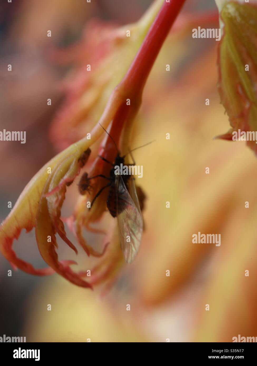 Acro e bug - Immagine stock catturata con smartphone