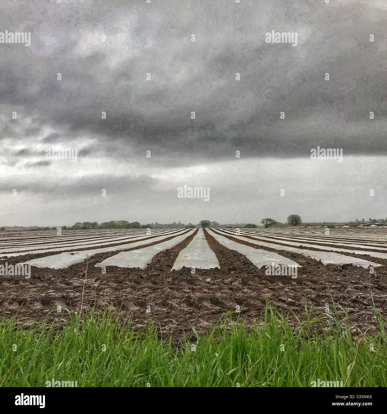 Coltivatori campo su un giorno piovoso con strisce di protezione di raccolto Foto Stock