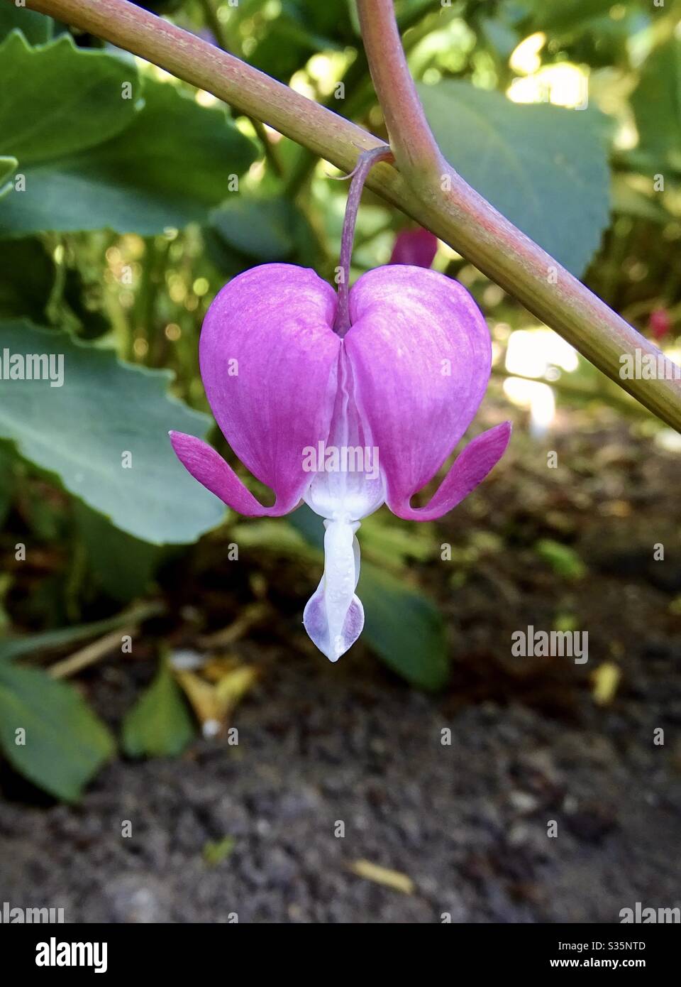 Bello fiore di cuore rosa sanguinante nel sole di primavera Foto Stock