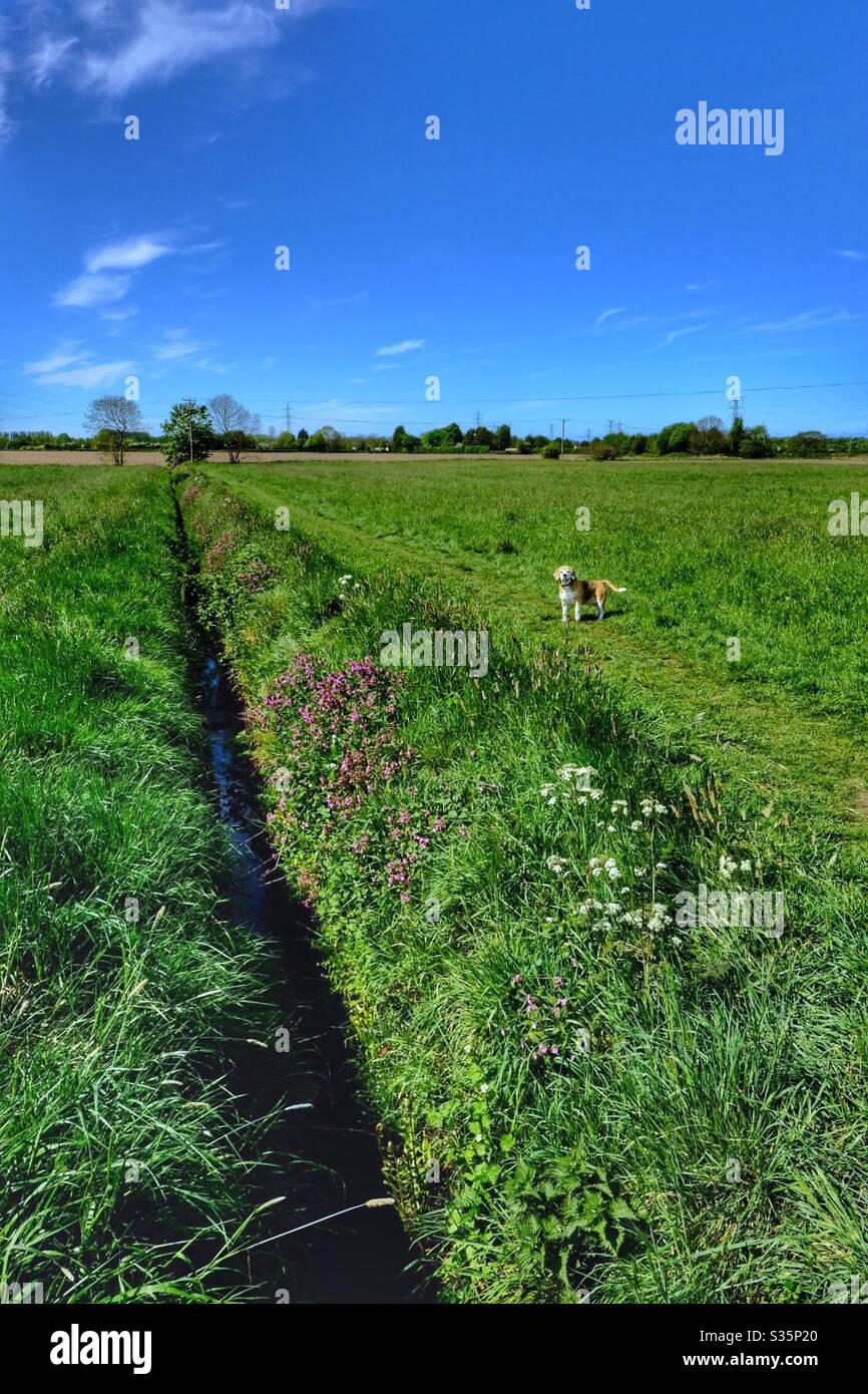 Cane in un campo - Immagine stock catturata con smartphone