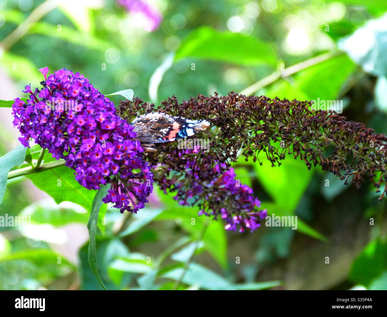 Farfalla su un buddleia Foto Stock