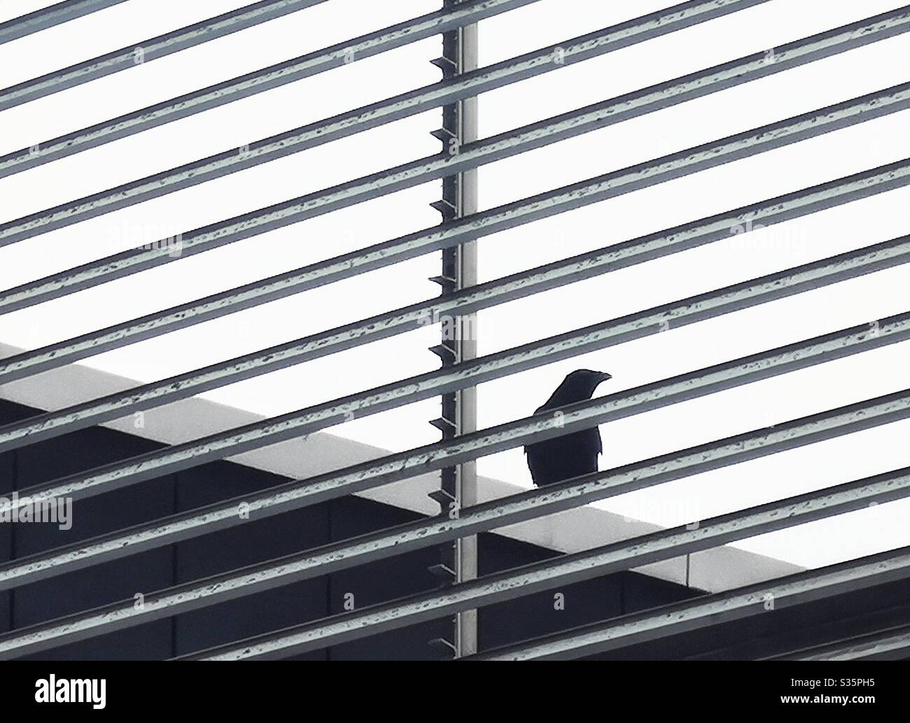 Crow silhouetted sul tetto attraverso ringhiere - Immagine stock catturata con smartphone